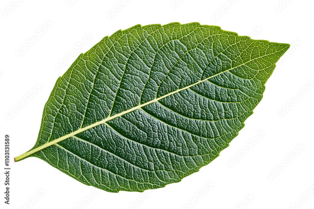 Obraz premium A close-up of a green leaf. Isolated transparent.