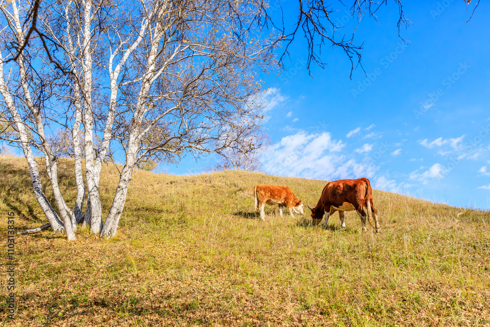 Two cows grazing on the grass. Beautiful grassland pasture nature landscape in Inner Mongolia, China. Autumn landscape. Two cows grazing on the grass. Beautiful grassland pasture nature landscape in Inner Mongolia, China. Autumn landscape.