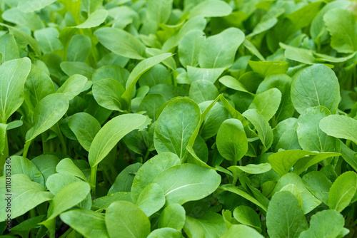 Fresh green Brassica chinensis var parachinensis plant photo