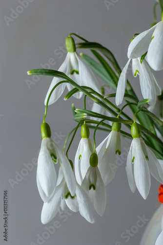 Beautiful snowdrops in wicker basket against light gray background, closeup. Floral background with spring flowers