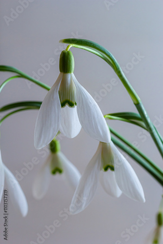 Beautiful snowdrops against light gray background, closeup. Floral background with spring flowers