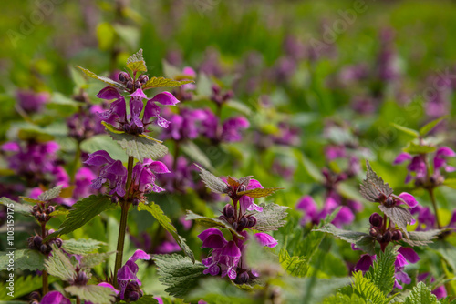 Deaf nettle blooming in a forest, Lamium purpureum. Spring purple flowers with leaves close up photo