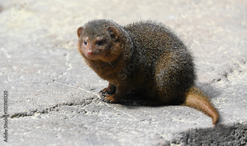 A common dwarf mongoose on a rock photo