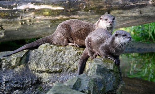 Two oriental small-clawed otters on the rocks looking for food