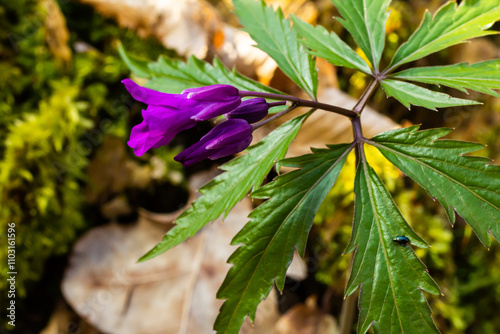 Dentaria glandulosa. Purple flowers in the spring forest photo