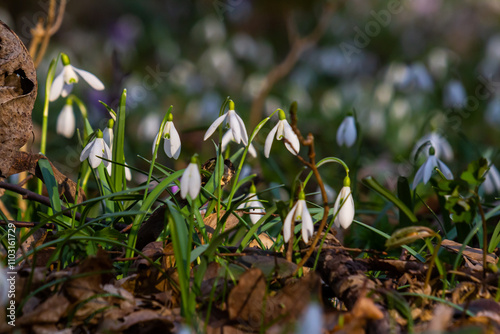 White snowdrop flowers. Galanthus blossoms illuminated by the sun in the green blurred background, early spring. Galanthus nivalis bulbous, perennial herbaceous plant in Amaryllidaceae family