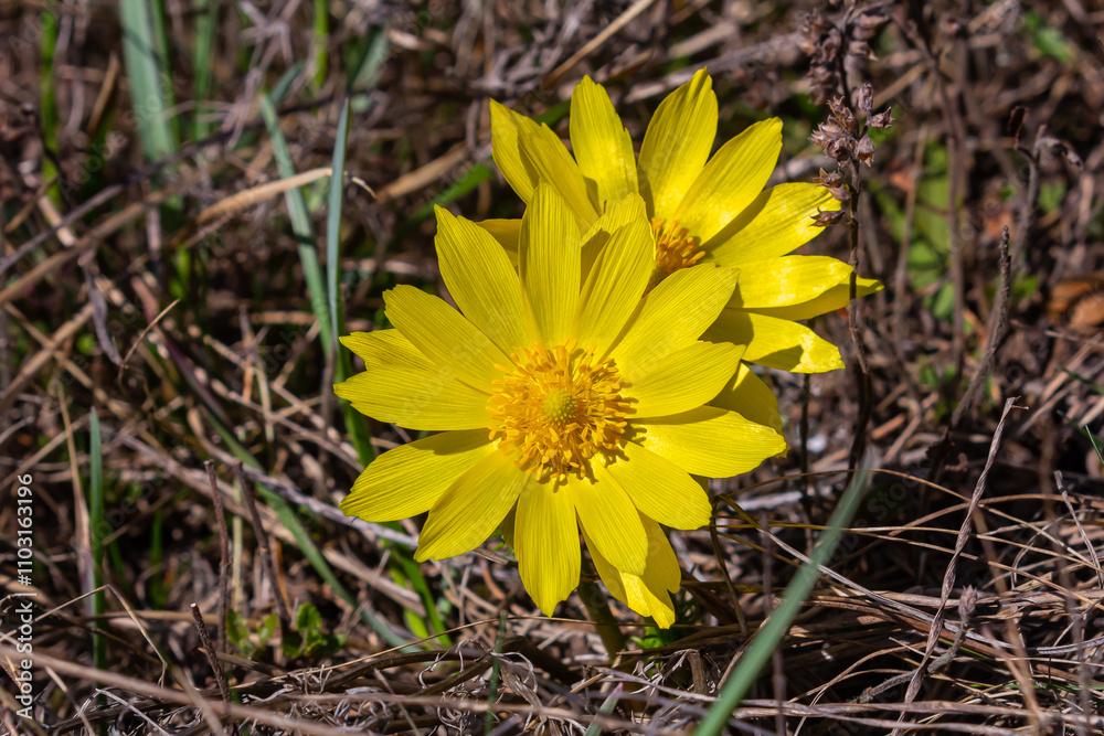 Pheasant's eye, or yellow pheasant's eye Adonis vernalis blooming in spring steppe