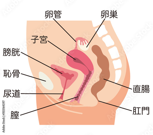 子宮　女性生殖器の断面図　婦人病　医療 photo