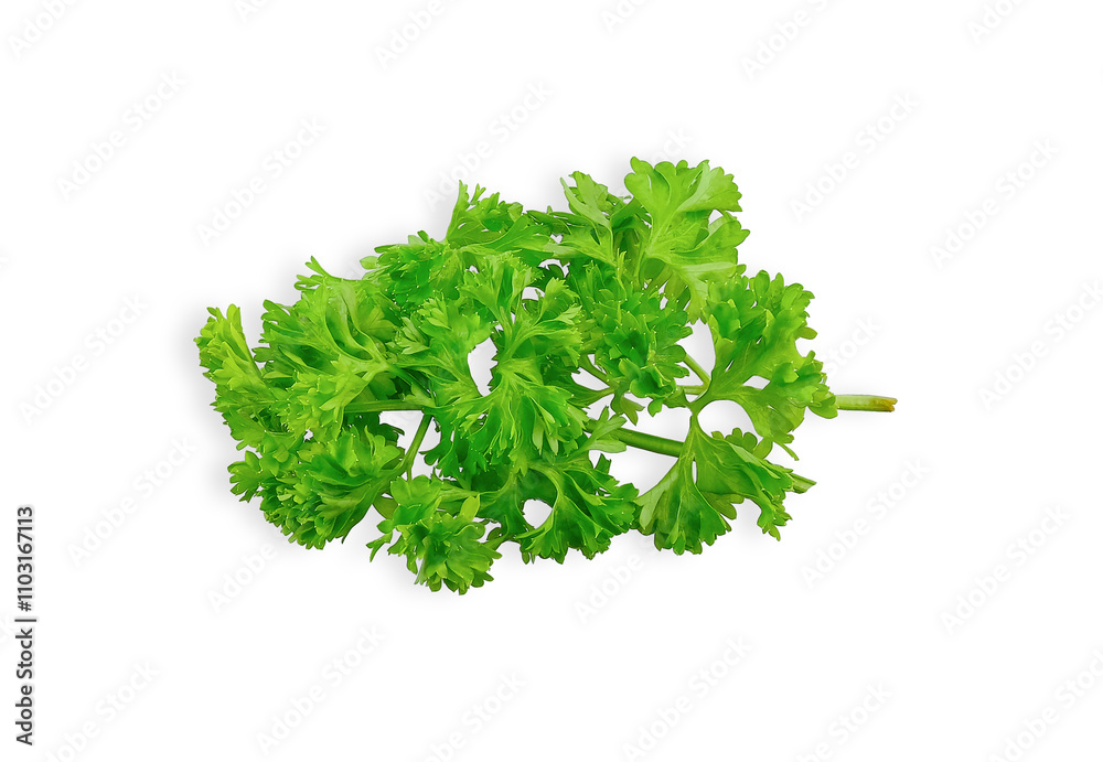 Parsley vegetable isolated on white background Parsley vegetable isolated on white background