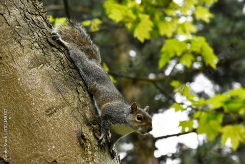 Grey squirrel a tree mammal with a tail