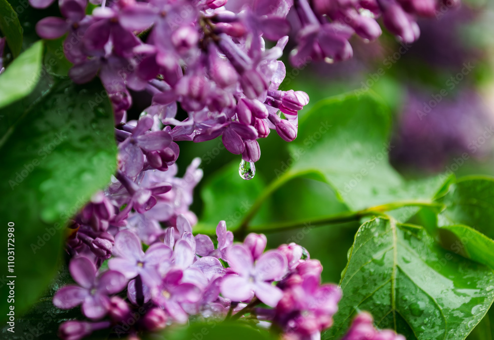 A raindrop dangles from the closed lilac blossoms A raindrop dangles from the closed lilac blossoms