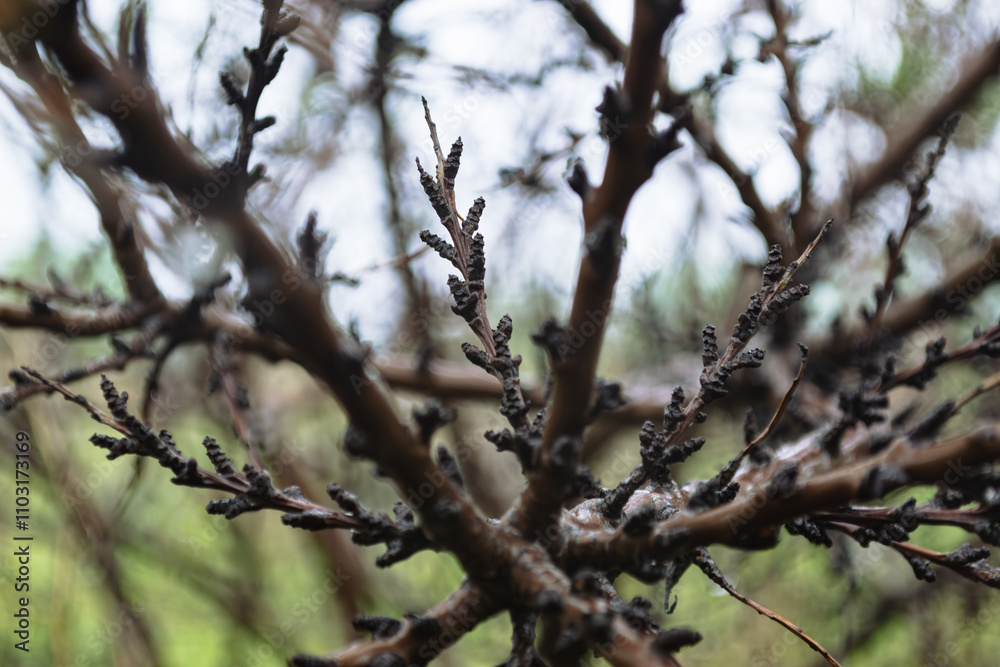 Close-up of dark buds on tree branches Close-up of dark buds on tree branches