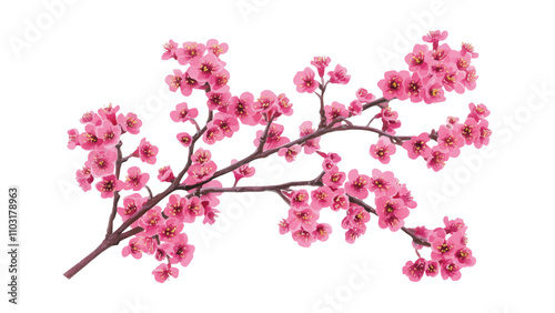 Cherry blossom thank you card design template. Watercolor cherry blossom invitation