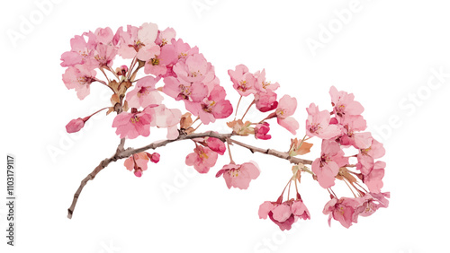 Cherry blossom thank you card design template. Watercolor cherry blossom invitation