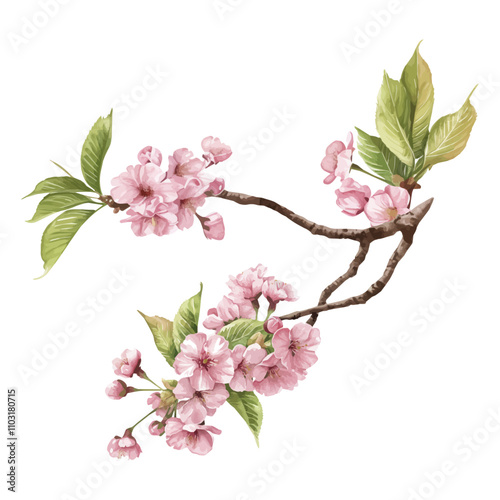Watercolor Sakura Branch for invitation