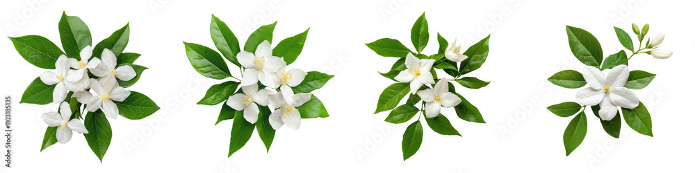 Captivating White Flowers with Vibrant Green Leaves Creating a Serene and Botanical Ambiance Captivating White Flowers with Vibrant Green Leaves Creating a Serene and Botanical Ambiance