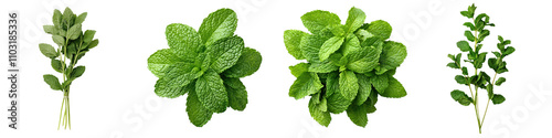 Assorted Fresh Mint Leaves on White Background