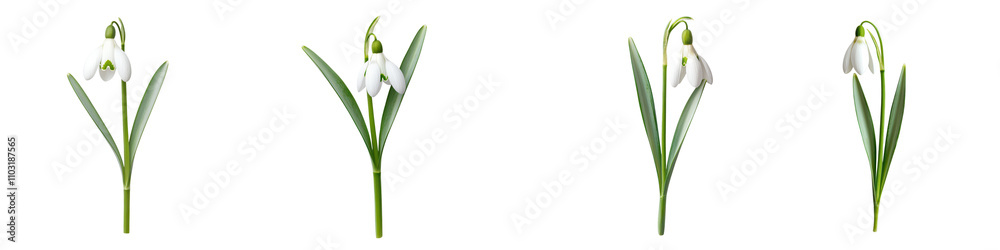 Delicate Snowdrops Blossoming in Spring with Green Leaves Delicate Snowdrops Blossoming in Spring with Green Leaves