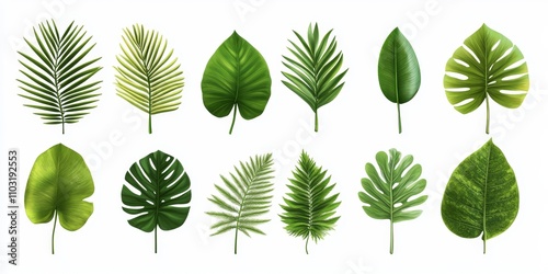 Collection of green leaves isolated on white background.