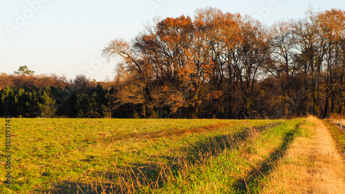 Automne dans la forêt des Landes de Gascogne, pendant le coucher du soleil photo