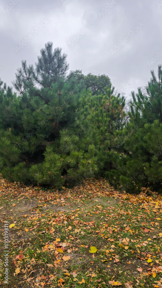 Fototapeta premium Trees of different species in the autumn park. Walk and family recreation.