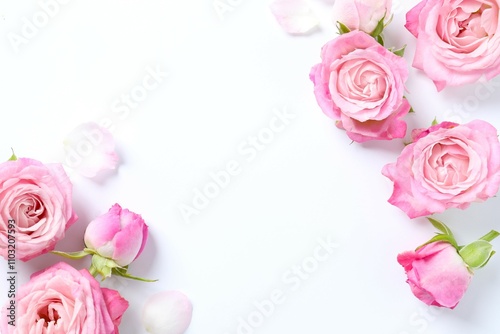 Beautiful composition with pink roses on white background 