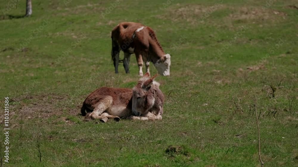 A beautiful, peaceful rural scene featuring gently grazing cows in a lush green meadow bathed in sunshine A beautiful, peaceful rural scene featuring gently grazing cows in a lush green meadow bathed in sunshine