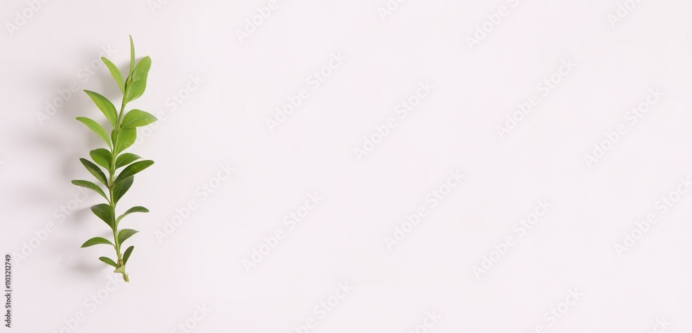 Green branch on white background