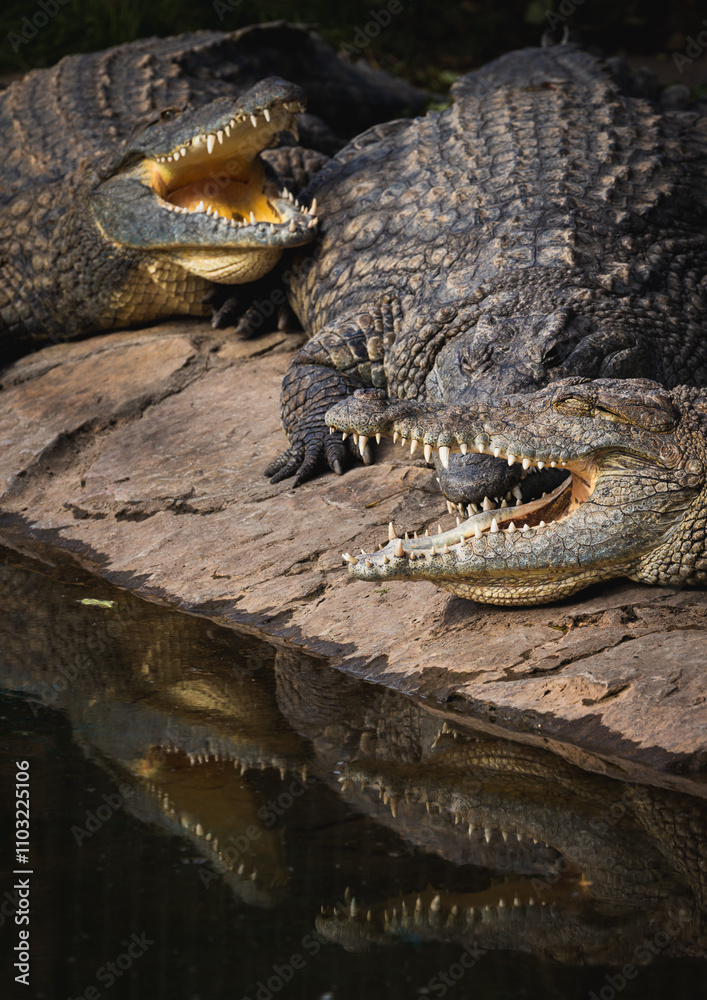 Fototapeta premium Nile crocodiles above water. Close-up of mouth and teeth.