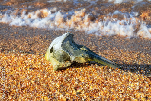 Waves washed up common porpoise (Phocoena phocoena) skull on a sandy beach. The death of dolphins in the Sea of Azov photo