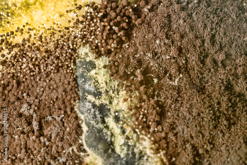 Penicillin and aspergillum mold on bread. Colonies of species of mold fungi, young (white), yellow Aspergillus flavus, green - Penicillum. Ripe black round sporangia dispelling of spores. Ultramacro photo