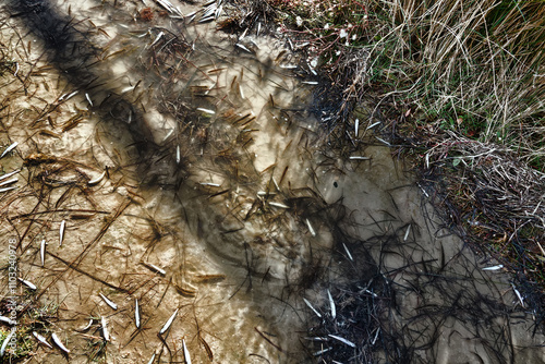 A dried-up lagoon (lake) and a lot of dead small fish, summer drought, water pollution additionally. Sand smelt (Atherina boyeri) photo