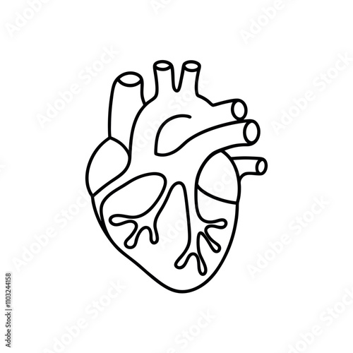 illustration of a  human heart