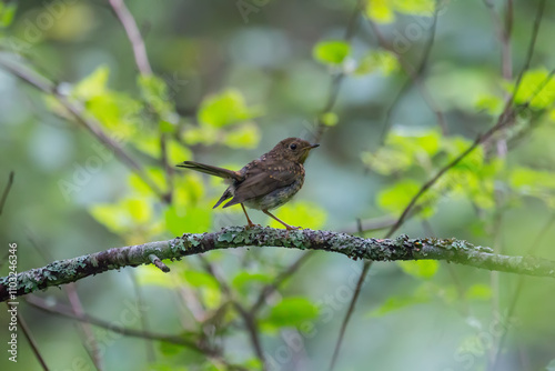 A young European robin (Erithacus rubecula) in the depths of a spruce forest. This bird needs dark mixed and spruce forests as a habitat photo