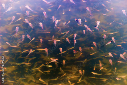 A very large number of small anchovy (Engraulis) in the sea, which allows mass fishing and the production of the famous Vietnamese fish sauce. Indian ocean the most numerous fish with high sociality photo