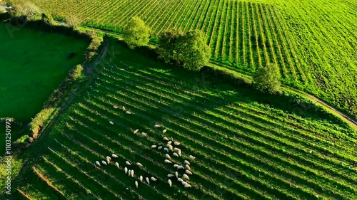 Aerial view Domestic sheeps grazing in the Bordeaux vineyards at sunrise, France, High quality 4k footage