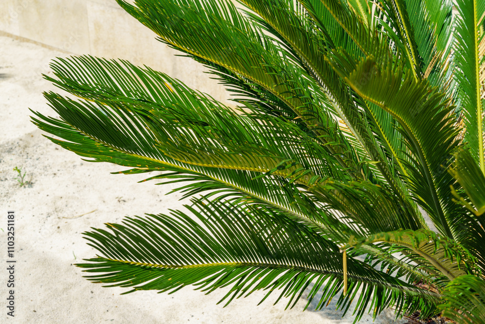 Φωτογραφία Palm Cycas revoluta or king sago palm on Olympic embankment in Sirius