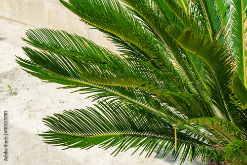 Palm Cycas revoluta or king sago palm on Olympic embankment in Sirius. Resort in Imereti Lowland nearby famous resort Sochi in south of Russia. Close-up photo