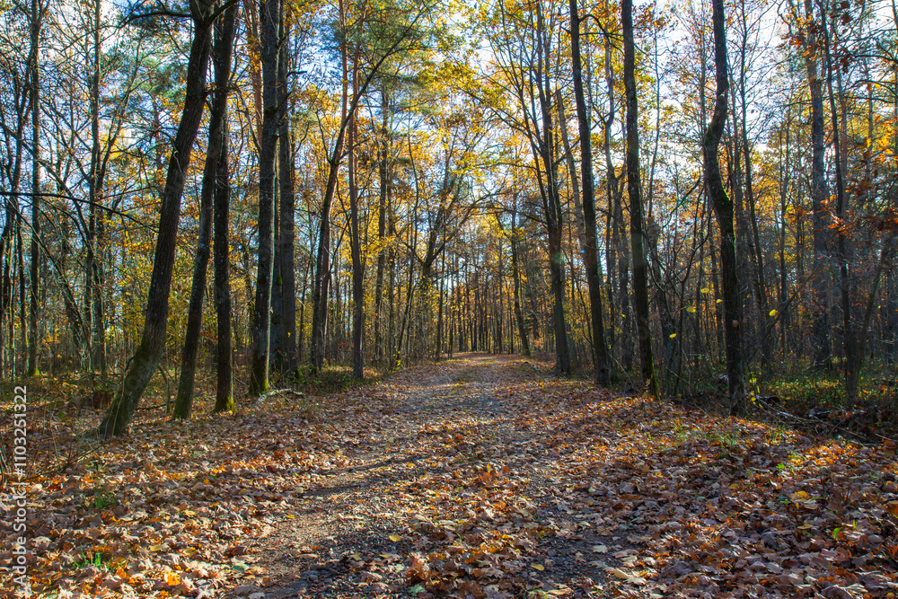 A road covered with leaves in the autumn forest A road covered with leaves in the autumn forest