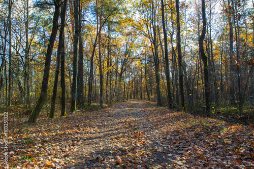 A road covered with leaves in the autumn forest