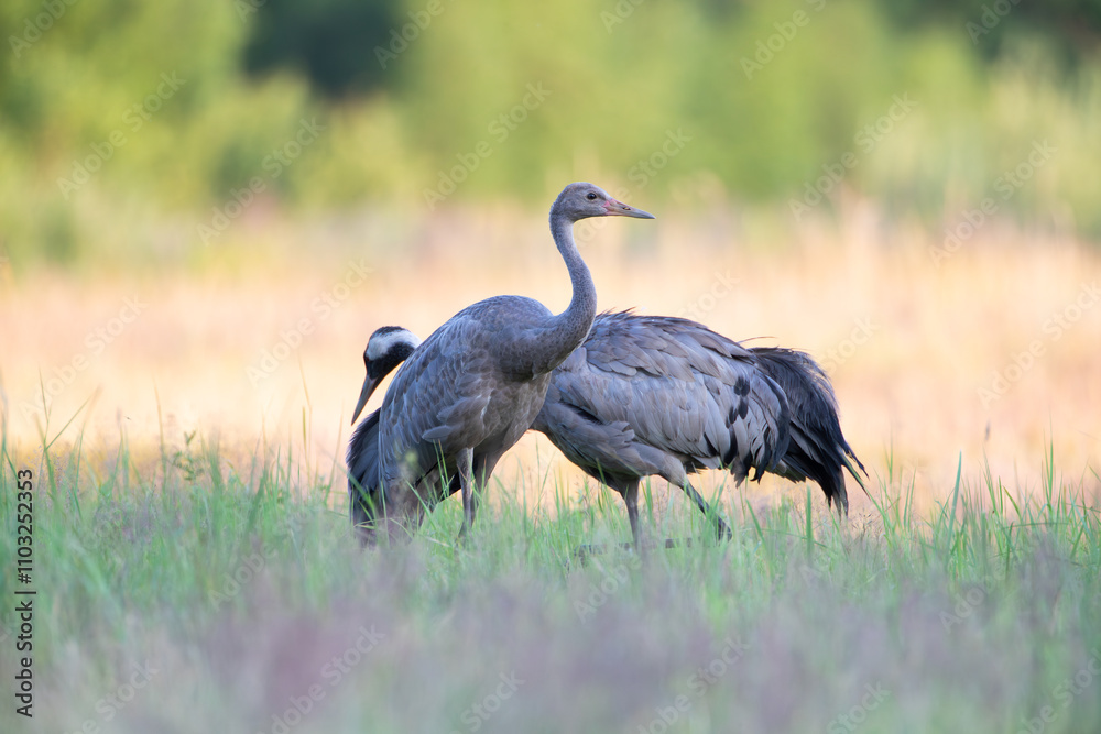 Fototapeta premium Two cranes pass each other in the meadow