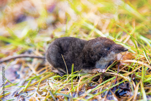 Eurasian water shrew (Neomys fodiens) on the edge of a pond in search of a sexual partner (spring daytime activity) photo