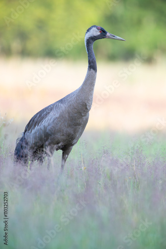 A crane close up in a vertical photo on a summer day