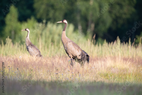 Two cranes in a meadow on a sunny summer day