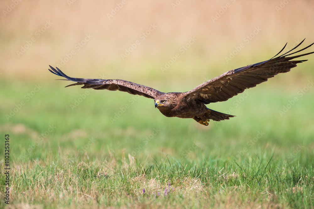 Fototapeta premium Lesser spotted eagle flying low over a meadow on a summer day