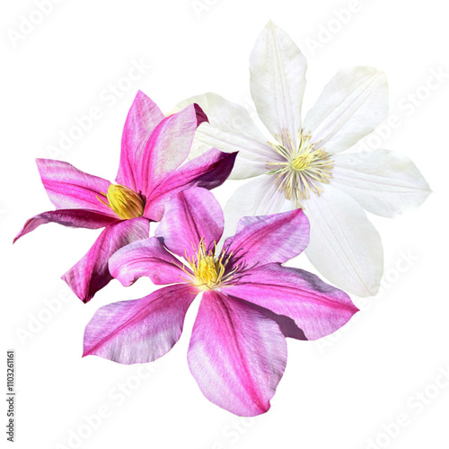 a group of clematis flowers in a bouquet isolated from the background photo