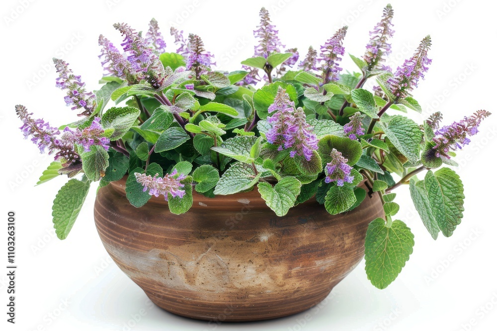 Plectranthus (spur-flower) in Flowerpot Closeup, Plectranthus Macro House Plant in Flowerpot Plectranthus (spur-flower) in Flowerpot Closeup, Plectranthus Macro House Plant in Flowerpot