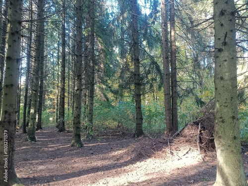 Talsa park during sunny autumn day. Oak and birch tree forest. Sunny day with white clouds in blue sky. Bushes are growing in woods. Fall season. Nature. Talsos parkas. photo