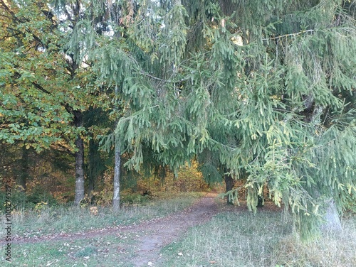 Talsa park during sunny autumn day. Oak and birch tree forest. Sunny day with white clouds in blue sky. Bushes are growing in woods. Fall season. Nature. Talsos parkas. photo