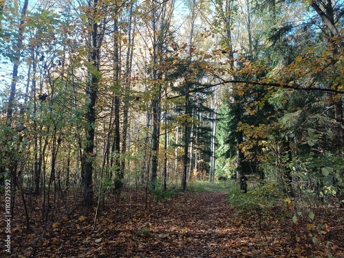 Talsa park during sunny autumn day. Oak and birch tree forest. Sunny day with white clouds in blue sky. Bushes are growing in woods. Fall season. Nature. Talsos parkas. photo